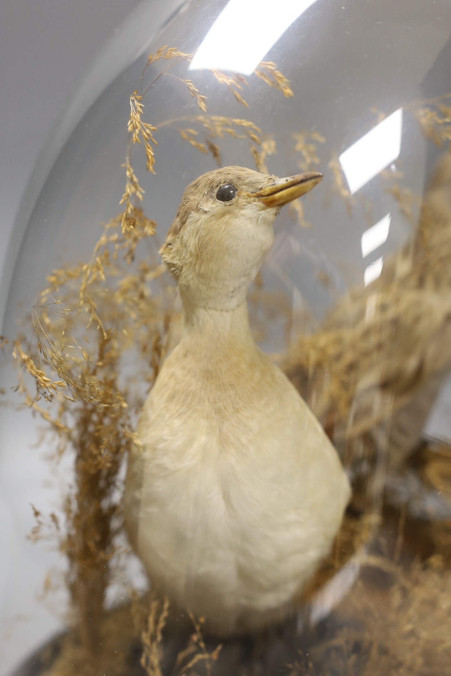 A taxidermic pair of wading birds amongst foliage, under dome case